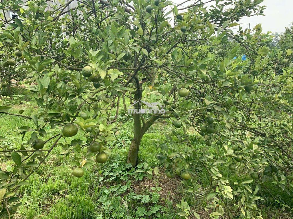 🌿650tr sở hữu ngay đất vườn 1.196m² gần hồ – quy hoạch đất ở nông thôn - 2