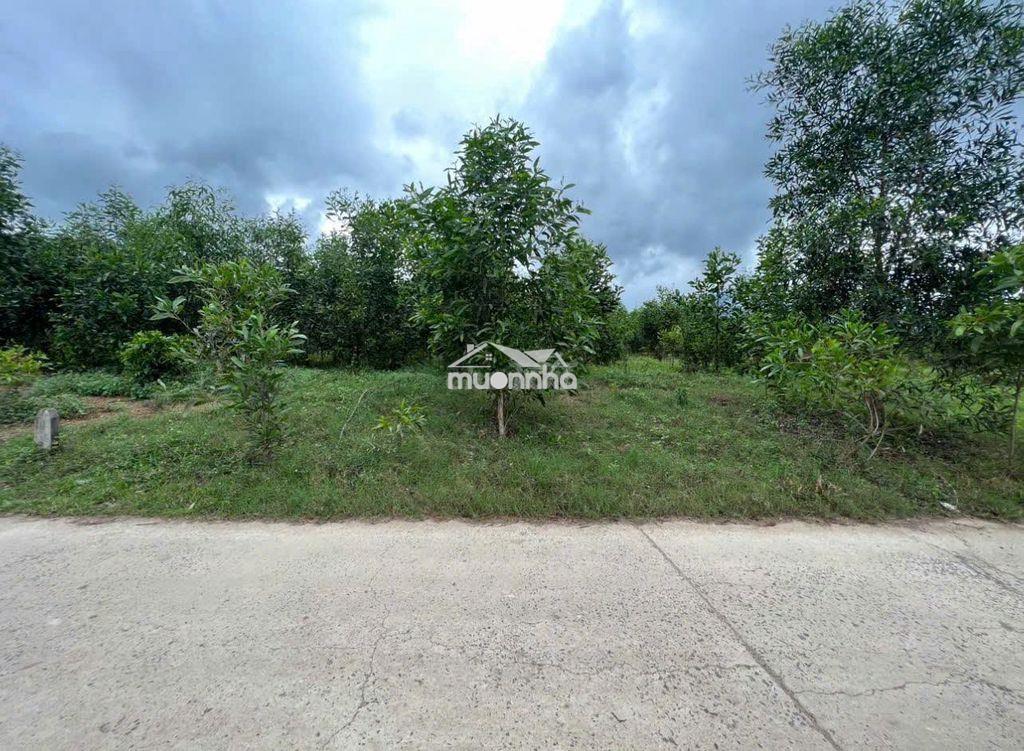 Đất vườn diên xuân ô tô tận nơi, gần khu dân cư,gần chợ - 3