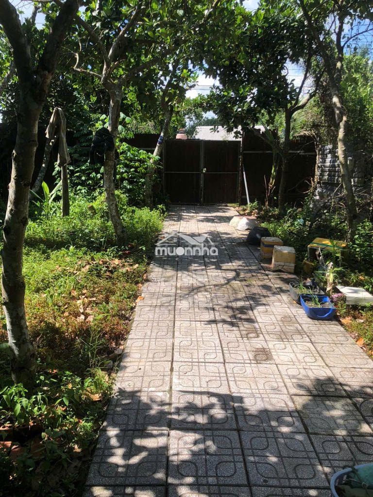 Nhà vườn gần chợ lai uyên, mặt đường, 500m, 2tr/tháng, vườn 20 cây mít - 2
