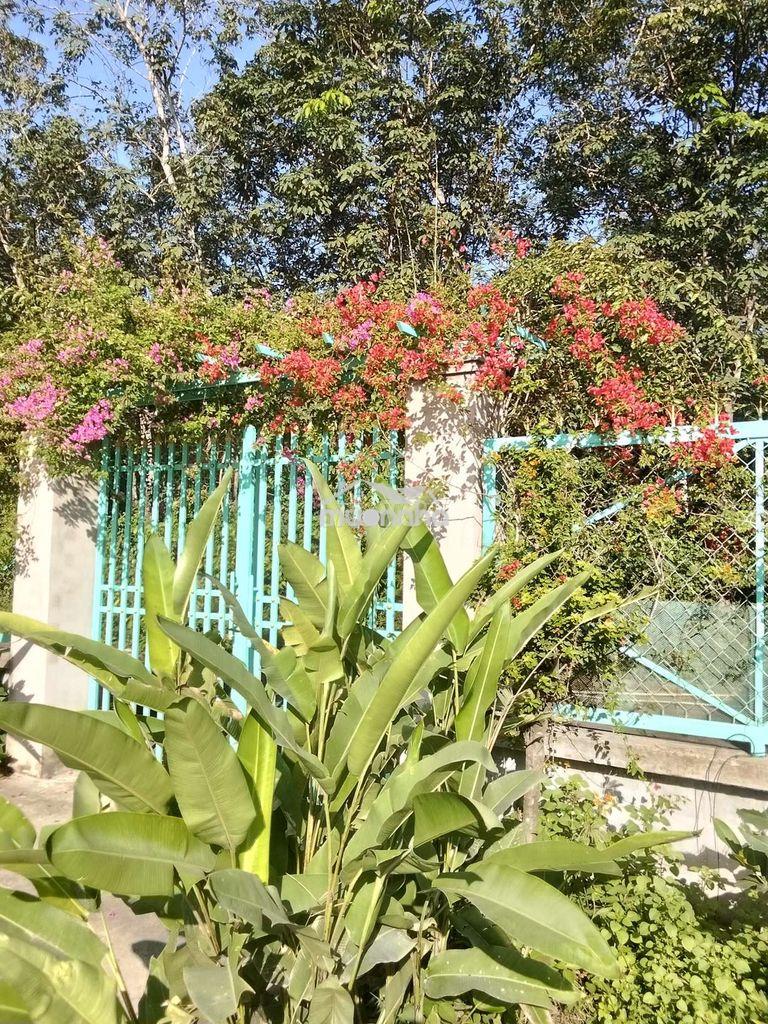 Đất vườn mặt tiền đường nhựa - 4