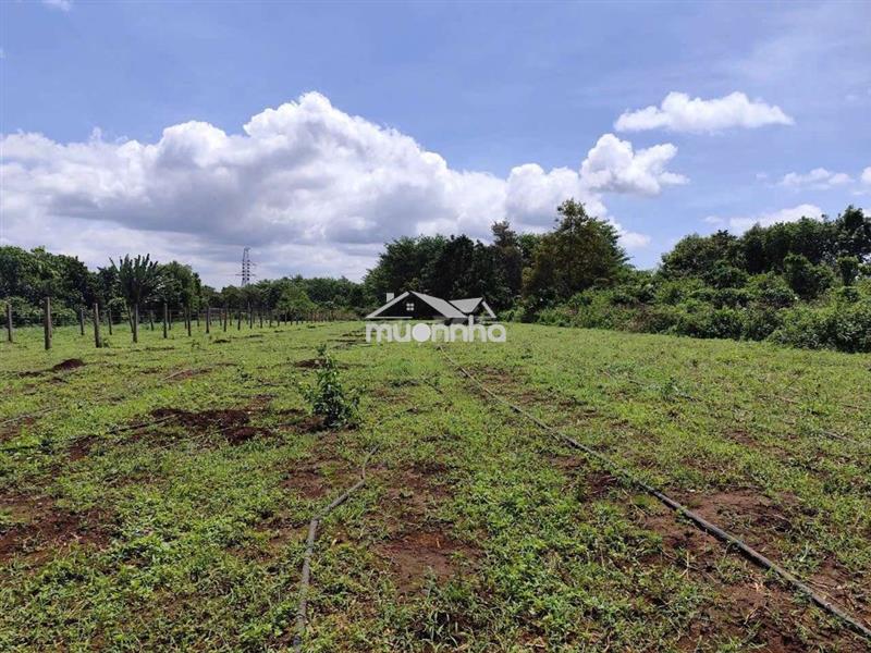 Bán 1000m2 buôn komleo qh odt đường 22m