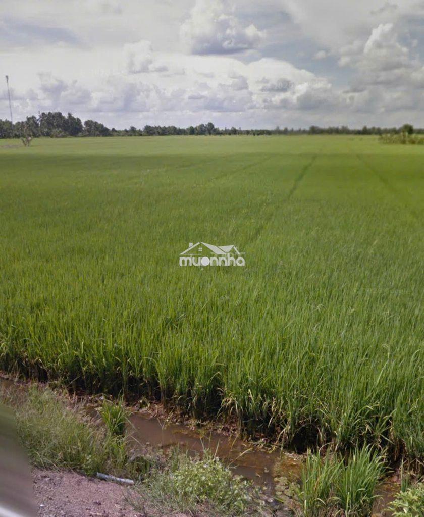 Bán 1220m2 ruộng, có 150 thổ, an thạnh, bến lức, la. gần kdc nam long - 2