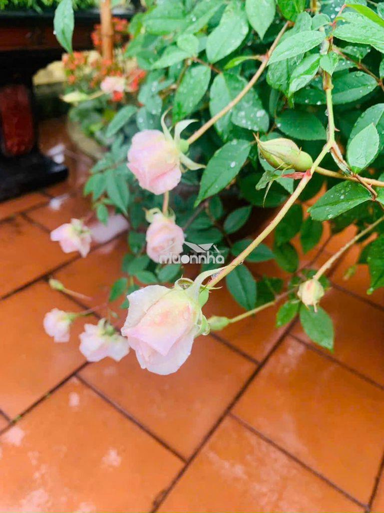 Cho thuê nhà đường lê trọng tấn : 4 x 15 m đúc 1 trệt , 1 lầu 2 pn - 2
