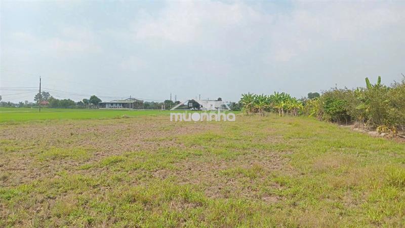 1968m2 đất lúa – quy hoạch full đất thổ