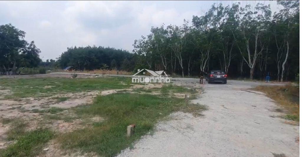 Gia đình tôi có miếng đất lộc ninh cần bán nhanh - giá 339tr (có tl) - 3