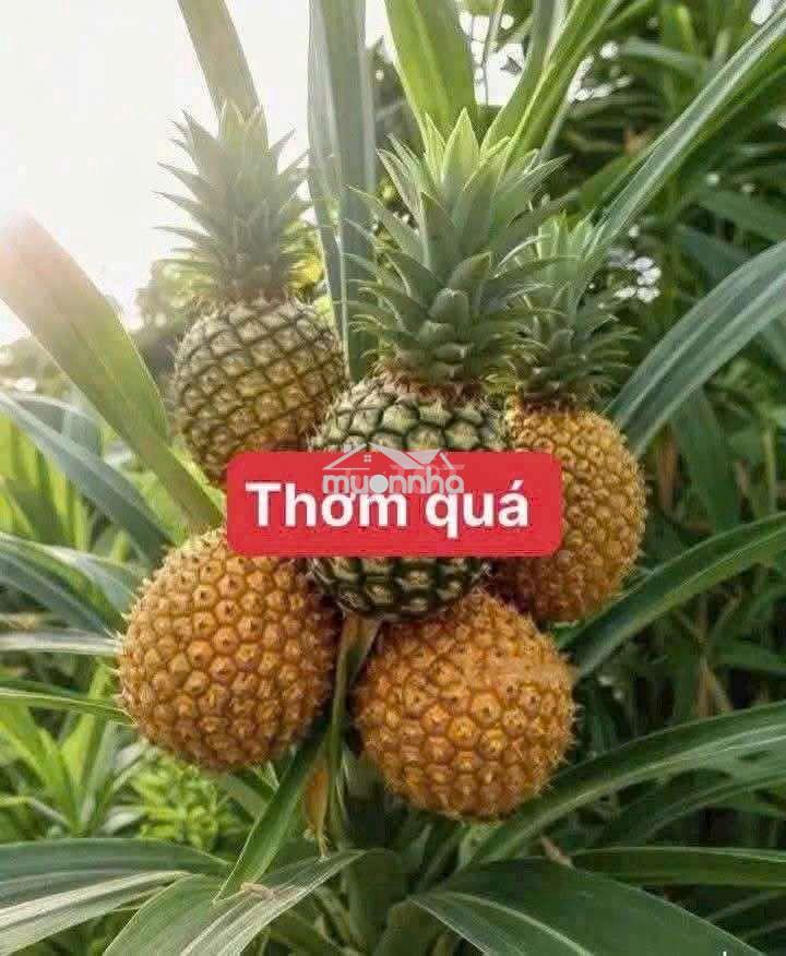 Cho thuê nhà  nguyên  căn 