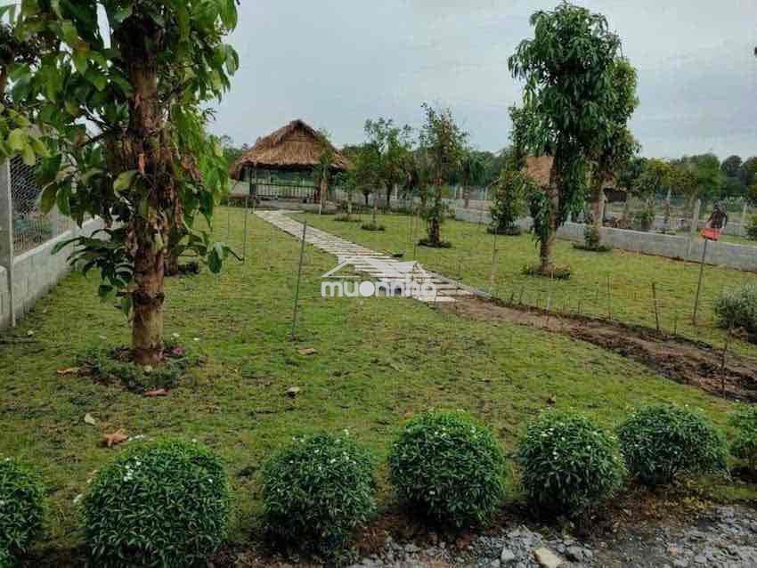 Bán đất vườn trái cây p. xuân lập - long khánh - 4