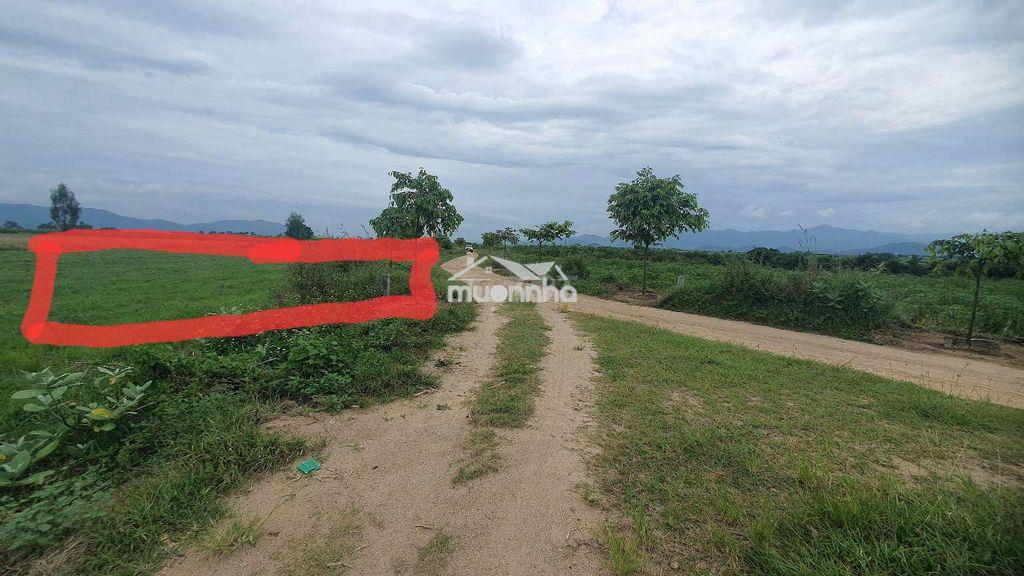 Bán đất nông nghiệp giá rẻ - 3
