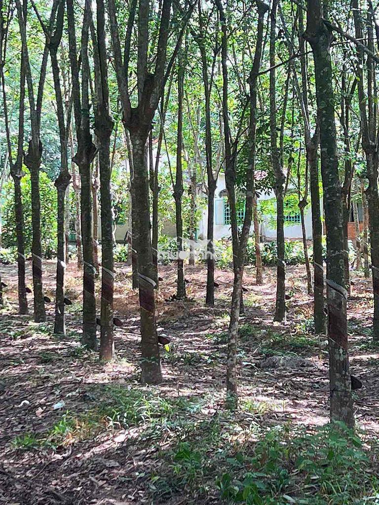 Bán hơn 1,2ha cao su bến cát – 300m² thổ cư – giá 12.5 tỷ