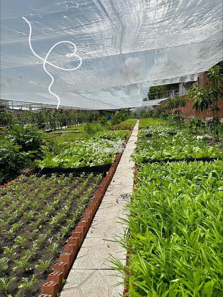 Cho thuê nhà vườn 3000m2 ngay trung tâm thủ dầu một - 2