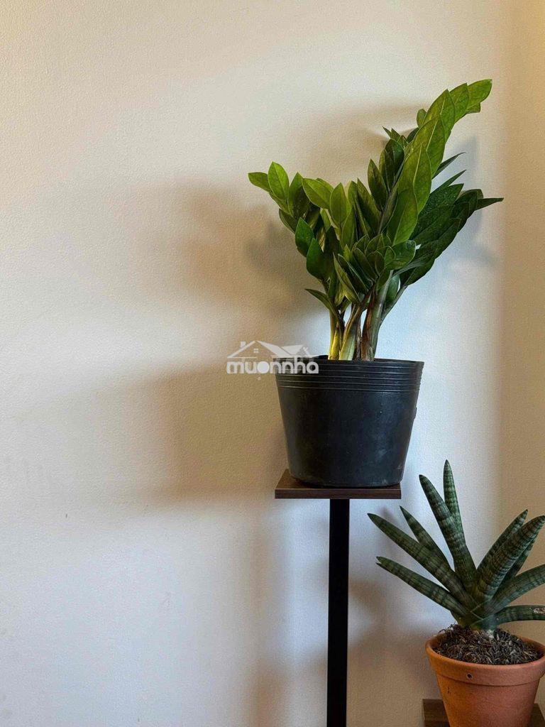 Cho thuê căn hộ nội thất cao cấp - Ảnh 4