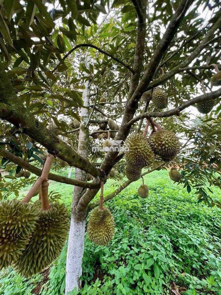 Bán gấp nhà vườn chuyển về quê - 4