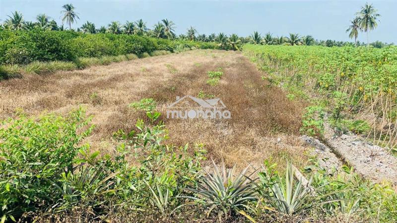 Kẹt ngân hàng cần bán gấp 1.000m² chỉ 999tr shr gần idico thủ thừa.