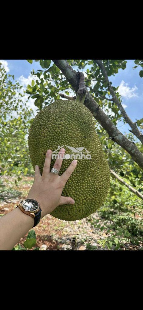 Đất vườn có thổ cư, vườn trái cây các loại - 2