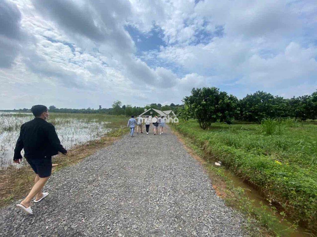 Em chính chủ gởi bán lô vườn bưởi 8700m2, trên đất trồng bưởi 7 năm - 4