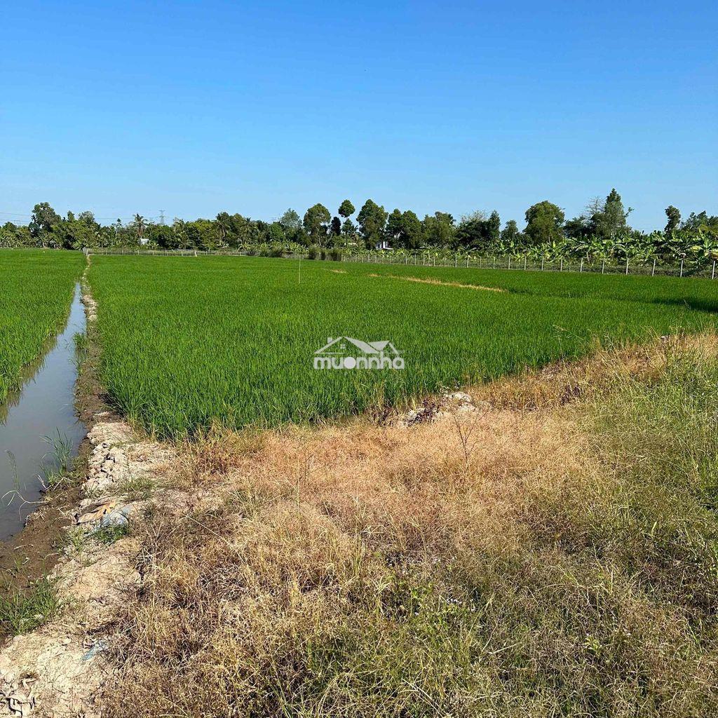 Kẹt tiền cần bán gấp đất lúa giá rẻ - 2