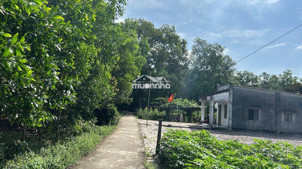 Bán lô đất hẻm 58 nguyễn tri phương, cách chợ bình an 300 m - Ảnh 4