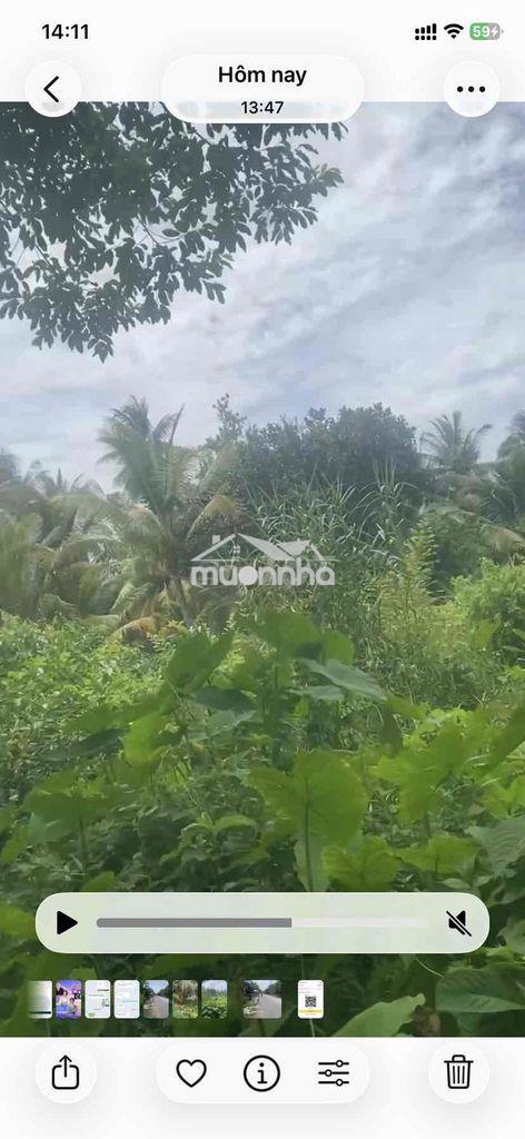 🌿 Đất vườn gần 7 công – giá chỉ 2,7 tỷ 🌿 - Ảnh 3